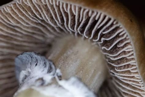 mushroom spores legal